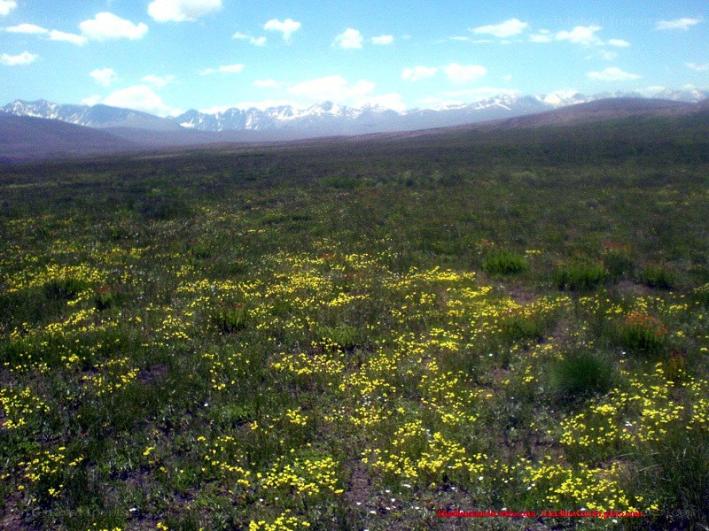 Yellow flowers in mountain valley