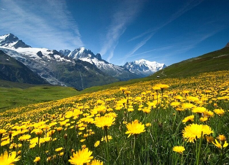 Yellow flowers in mountain valley