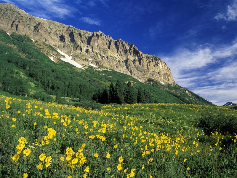 Yellow flowers in mountain valley