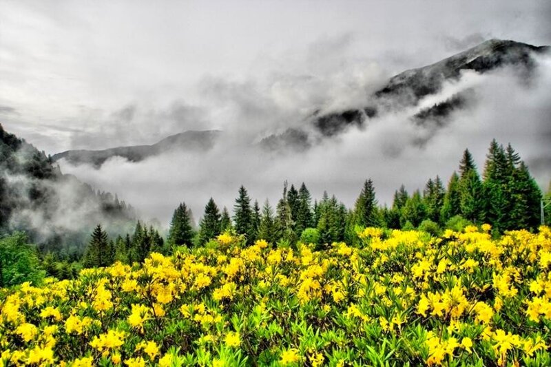 Yellow flowers in mountain valley