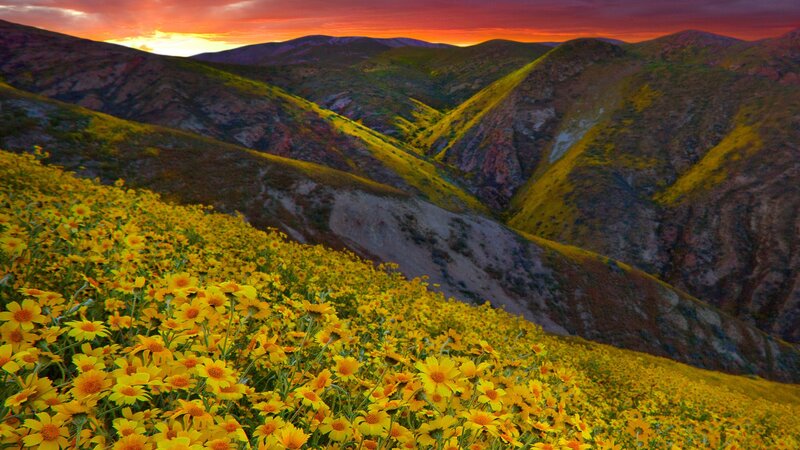 Yellow flowers in mountain valley
