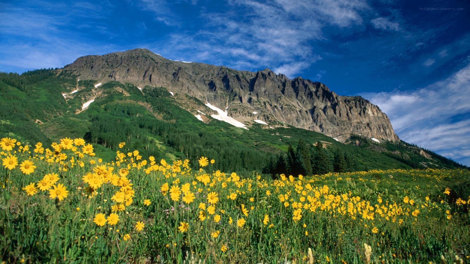 Yellow flowers in mountain valley