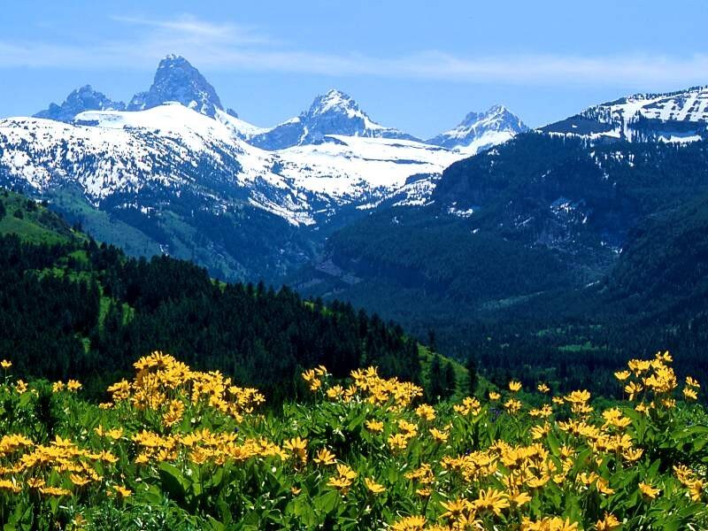 Yellow flowers in mountain valley