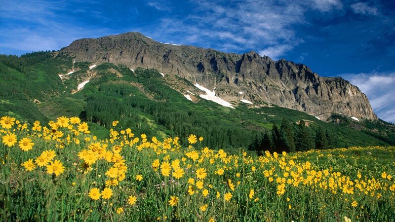 Yellow flowers in mountain valley