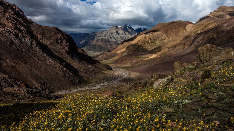 Yellow Flowers in Mountain Valley — Dramatic, Afternoon