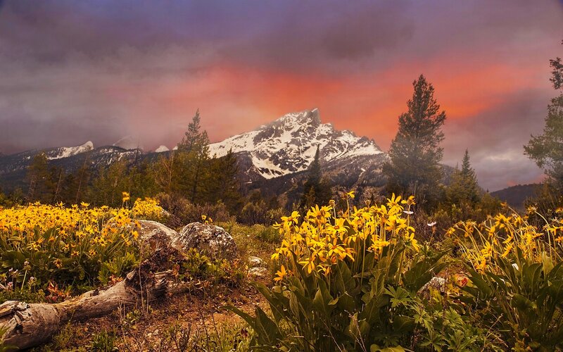 Yellow Flowers in Mountain Valley — Dramatic