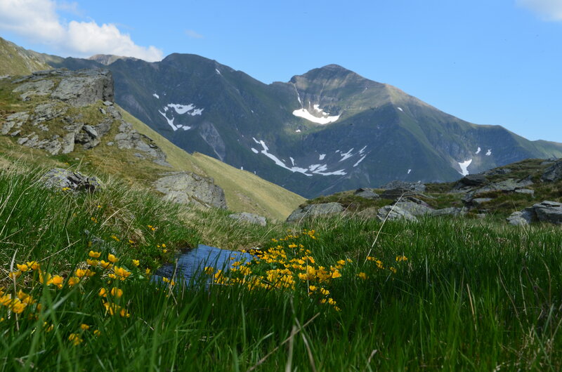 Yellow Flowers in Mountain Valley — Green, Serene