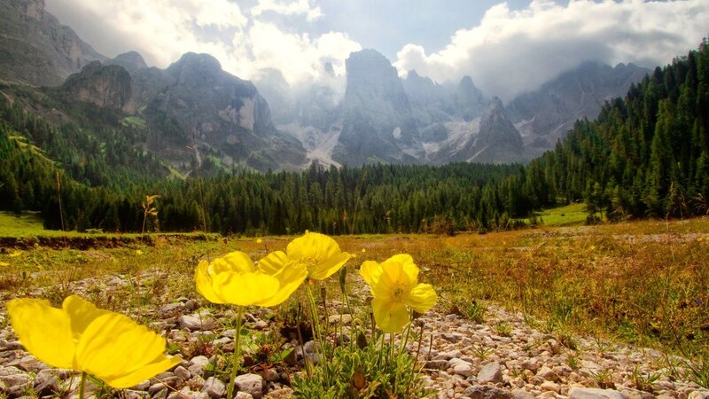 Yellow Flowers in Mountain Valley — Serene, Afternoon