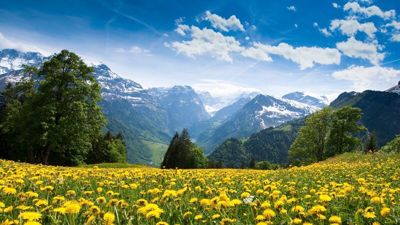 Yellow Flowers in Mountain Valley — Serene, Summer, Photograph, Mountains, Trees