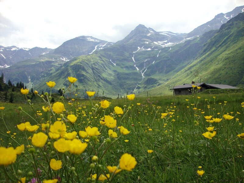 Yellow Flowers in Mountain Valley — Serene, Summer, Photograph