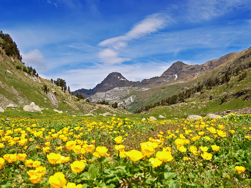 Yellow Flowers in Mountain Valley — Serene, Summer