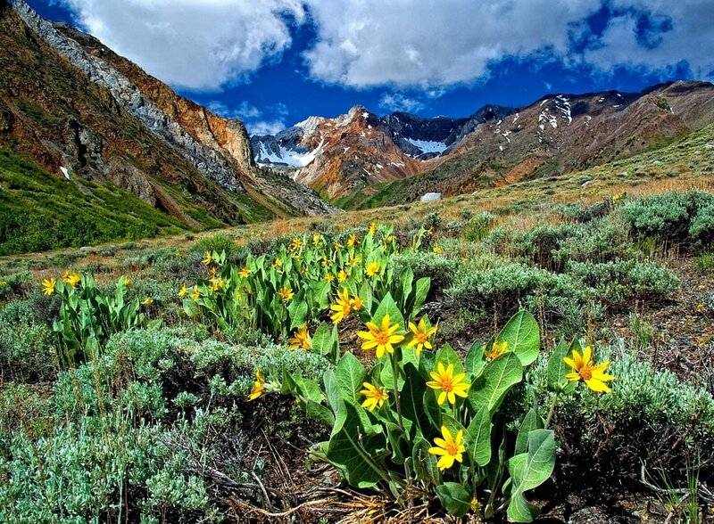 Yellow Flowers in Mountain Valley — Serene
