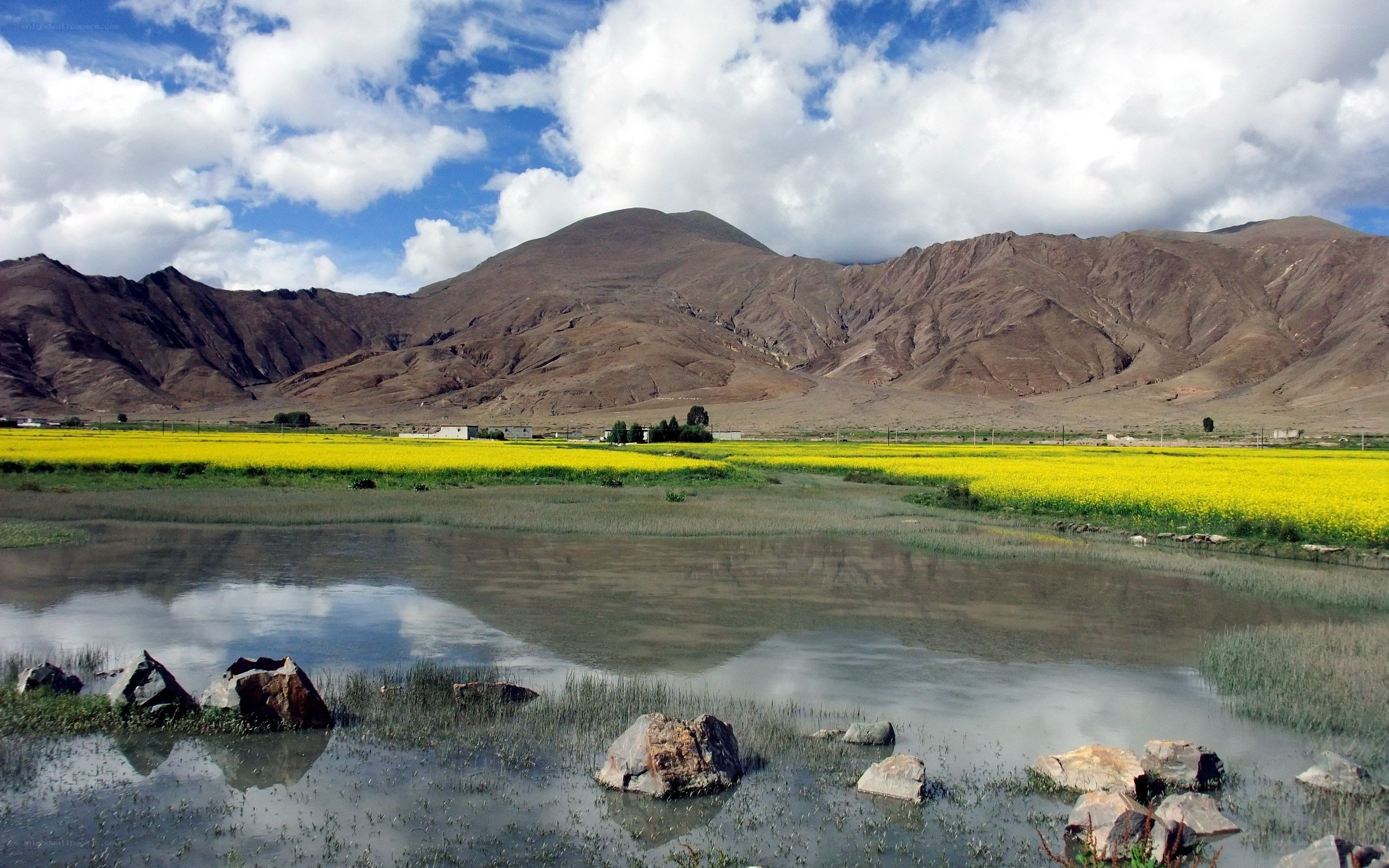 Yellow flowers in mountain valley