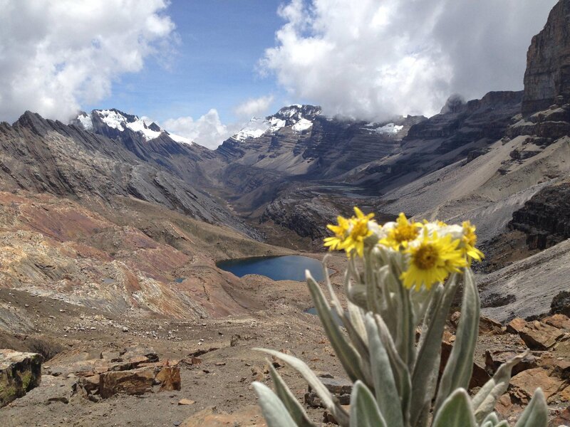 Yellow Flowers in Mountains — Blue, Dramatic