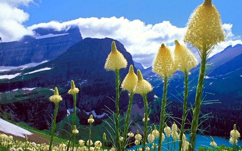 Yellow Flowers in Mountains — Blue, Serene, Summer, Photograph