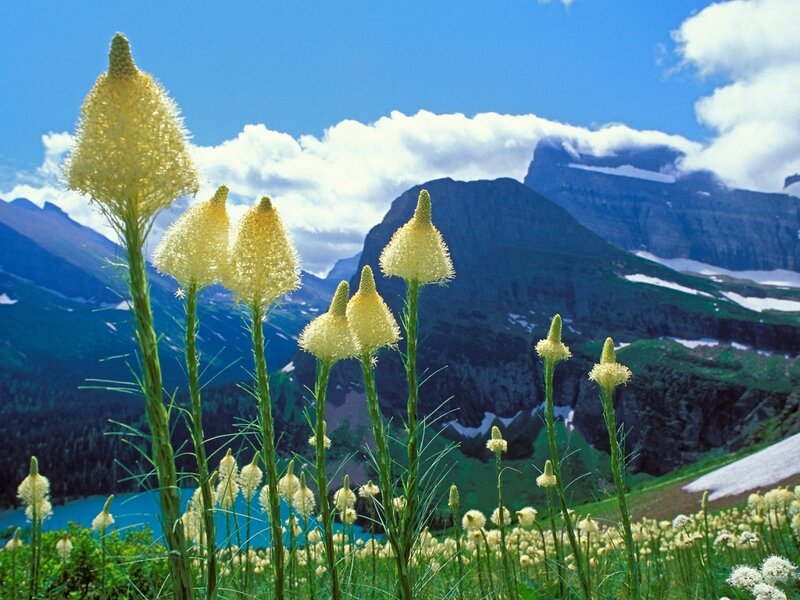 Yellow Flowers in Mountains — Blue, Serene