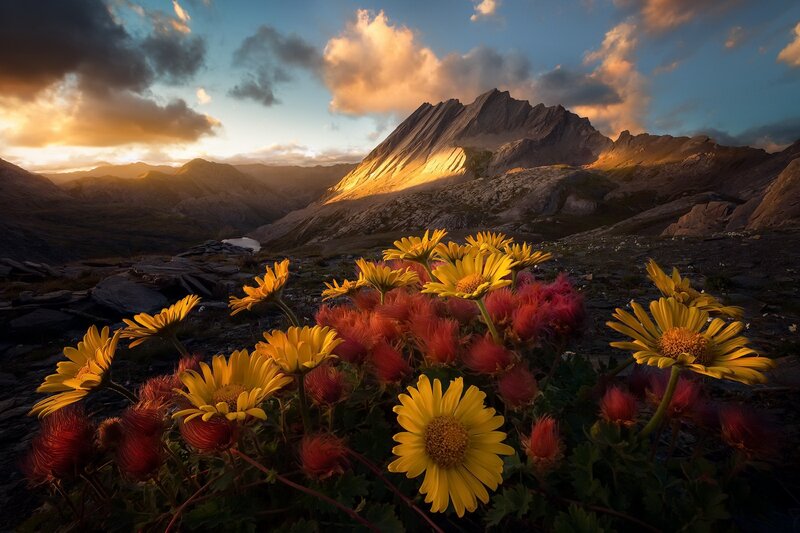 Yellow Flowers in Mountains — Dramatic
