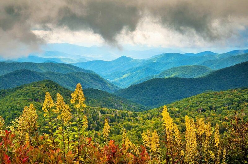 Yellow Flowers in Mountains — Green, Dramatic