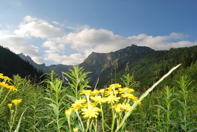 Yellow Flowers in Mountains — Green