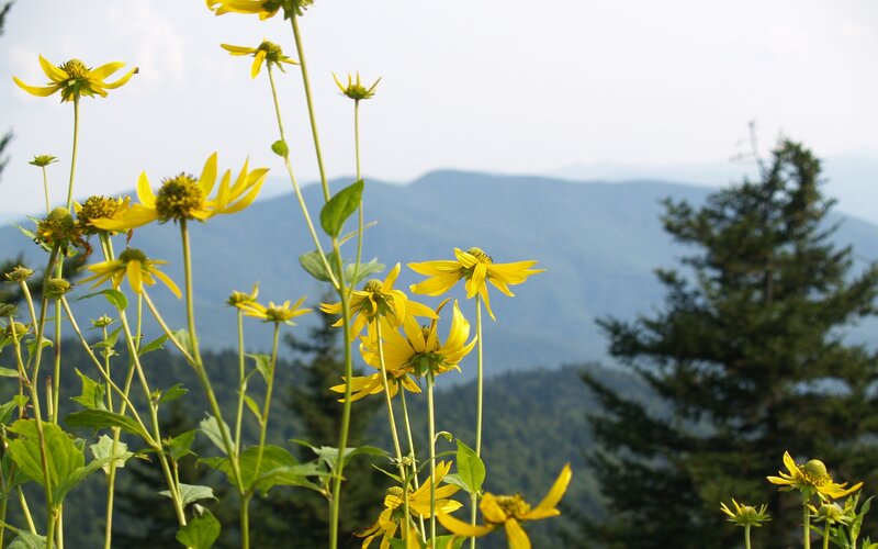 Yellow Flowers in Mountains — Serene, Afternoon, Photograph