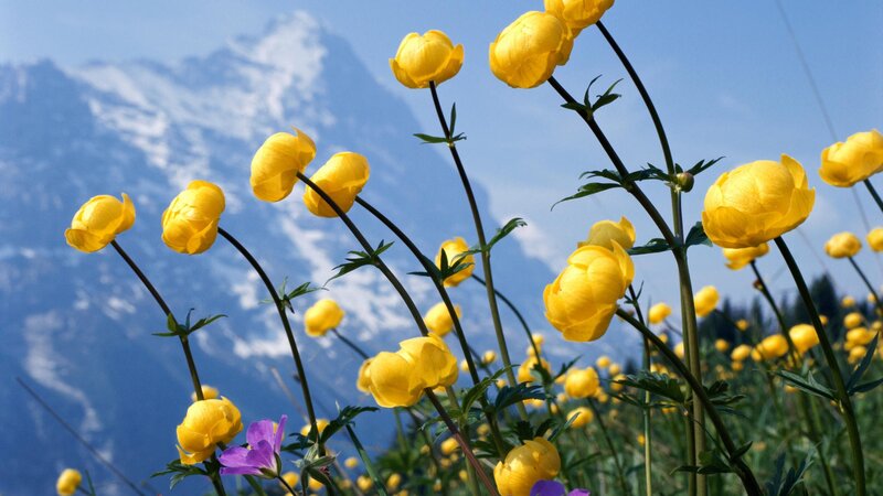 Yellow Flowers in Mountains — Serene, Spring