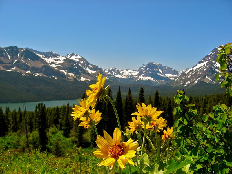 Yellow Flowers in Mountains — Serene, Summer