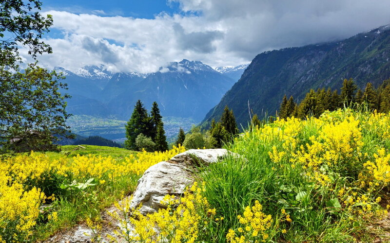 Yellow Flowers in Mountains — Serene