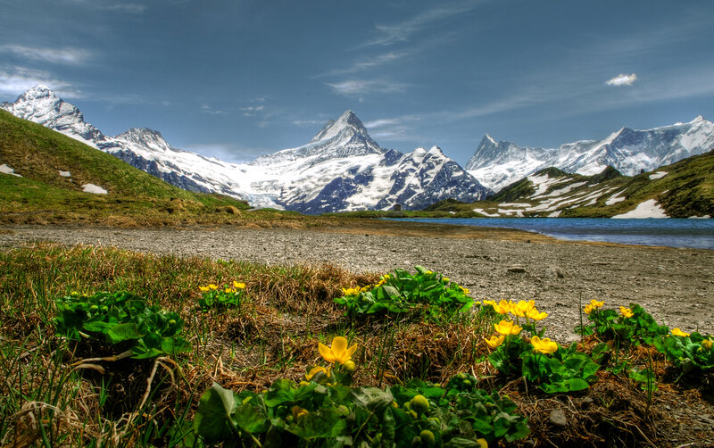 Yellow Flowers in Mountains