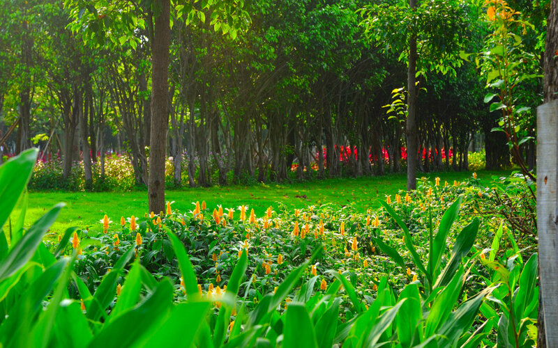Yellow Flowers in Park — Green