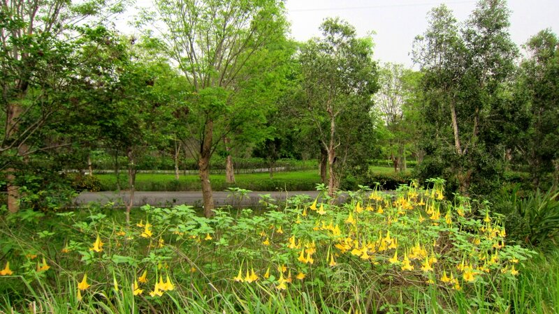 Yellow Flowers in Park