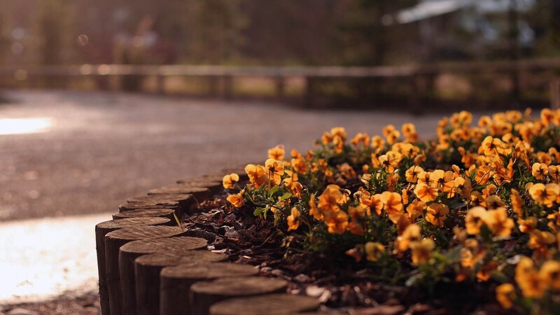 Yellow Flowers in Planter — Serene