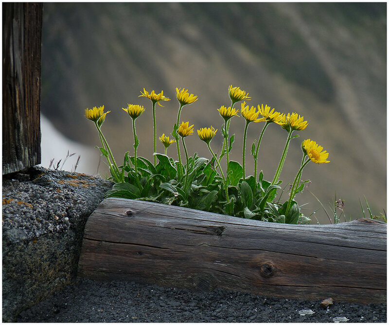 Yellow Flowers in Planter