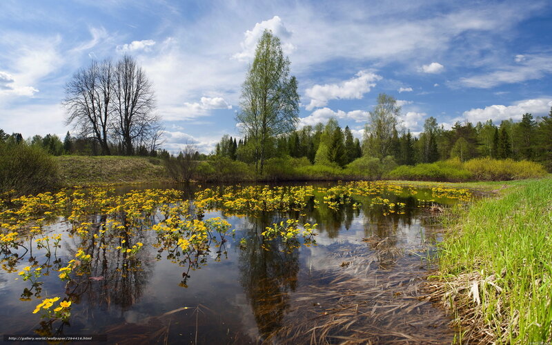 Yellow Flowers in Pond