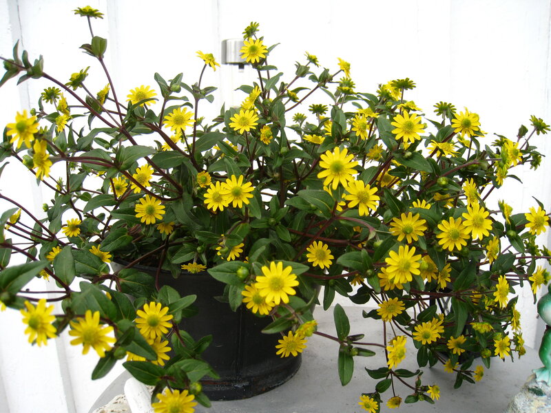 Yellow Flowers in Pot — Calm