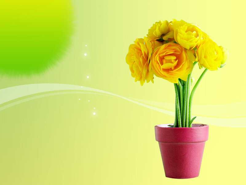 Yellow Flowers in Pot — Cheerful