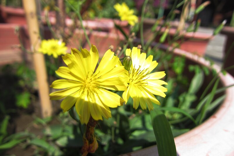 Yellow Flowers in Pot — Serene