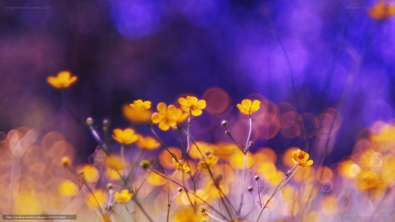 Yellow flowers in purple field