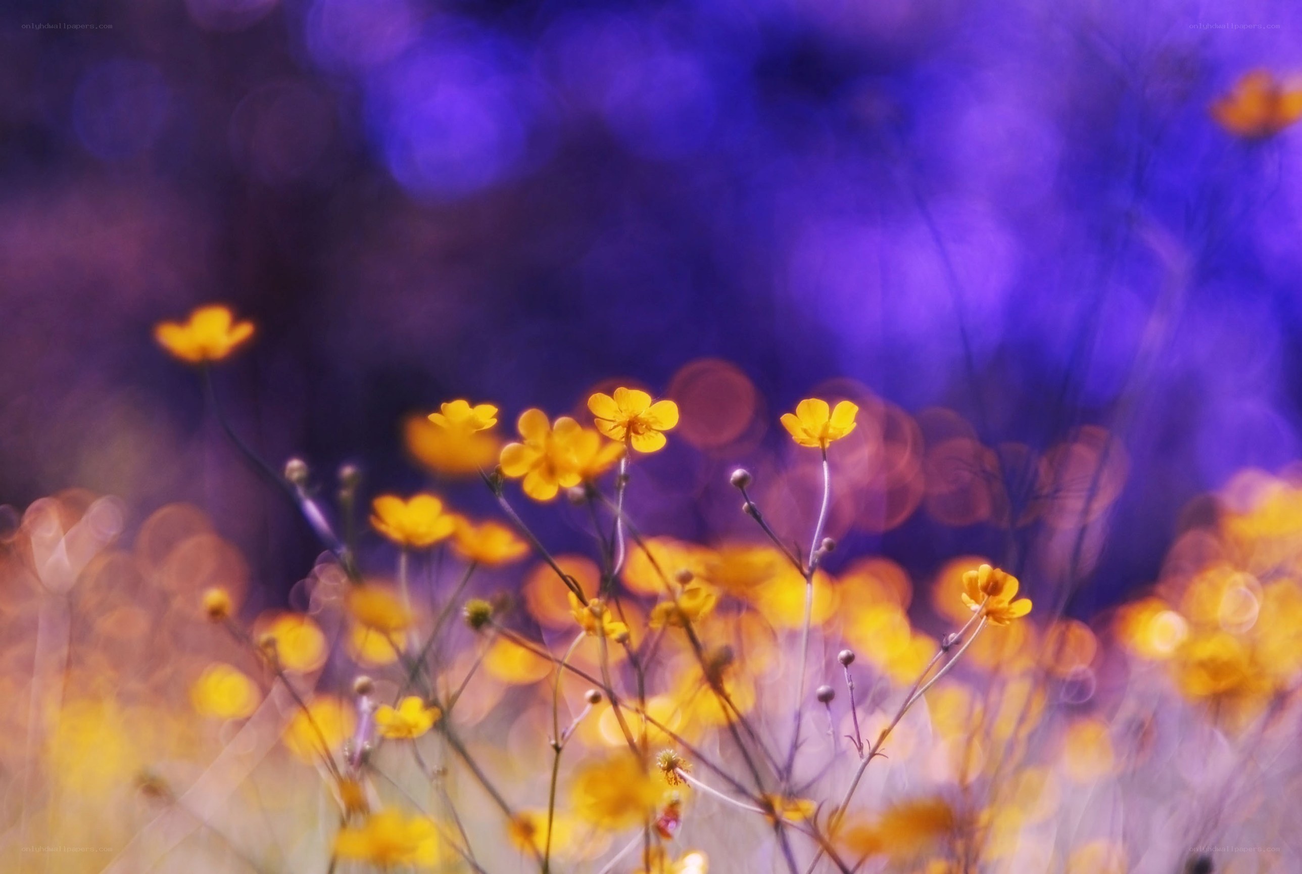 Yellow flowers in purple field