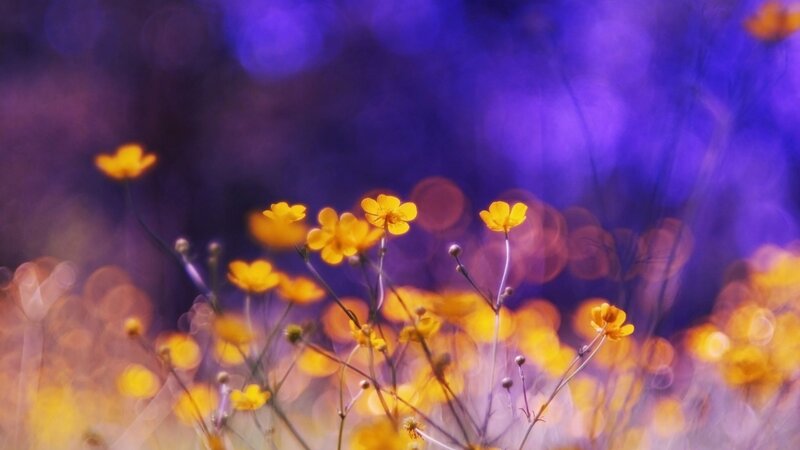 Yellow flowers in purple field