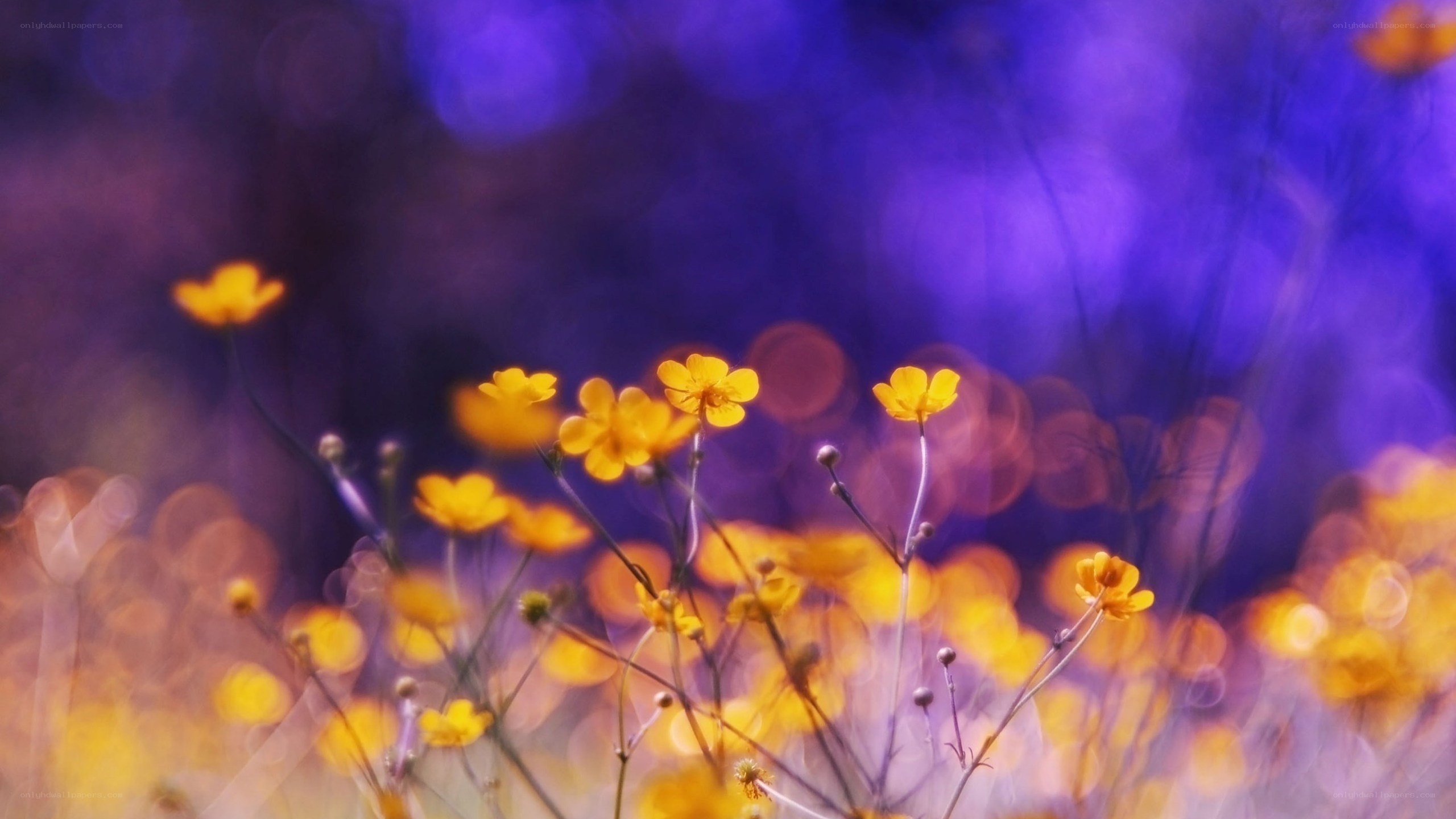 Yellow flowers in purple field