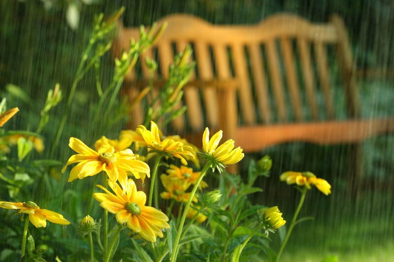 Yellow Flowers in Rain — Calm
