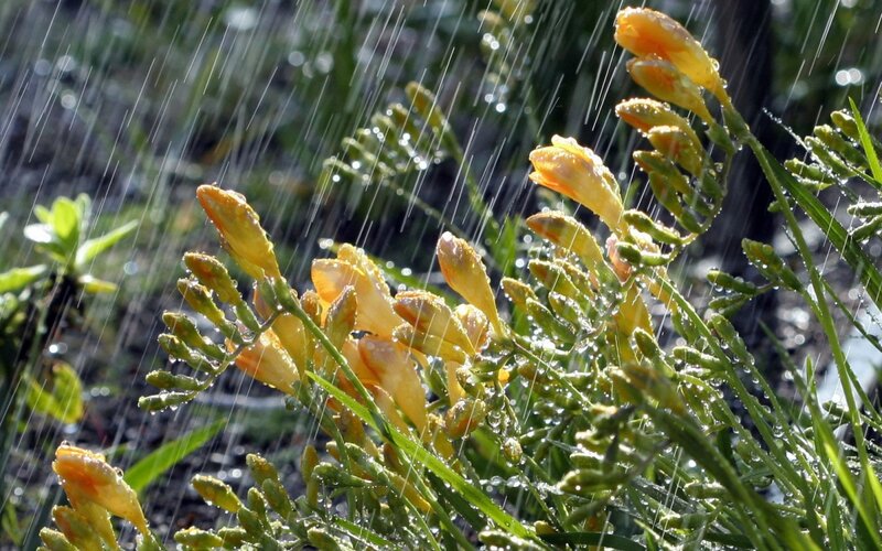 Yellow Flowers in Rain