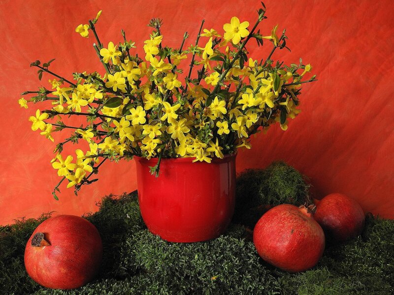 Yellow Flowers in Red Pot