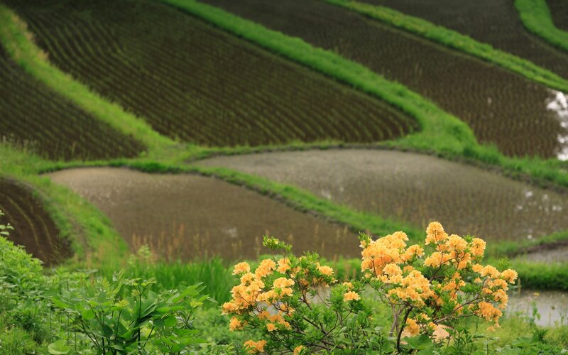 Yellow Flowers in Rice Fields