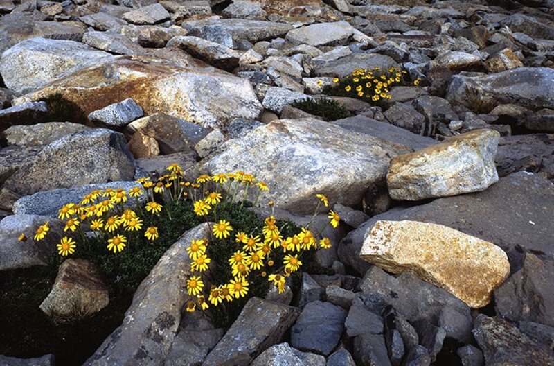 Yellow Flowers in Rocks