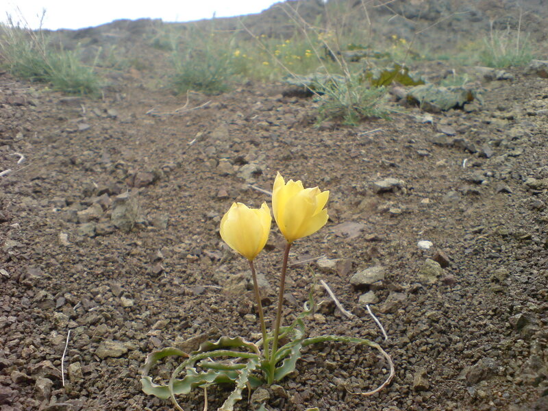 Yellow flowers in rocky soil