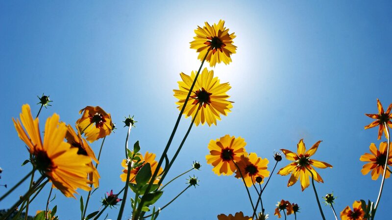 Yellow Flowers in Sky