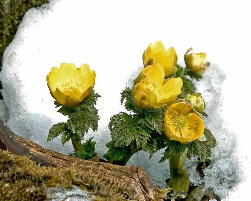 Yellow flowers in snow