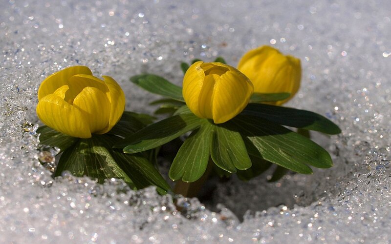 Yellow Flowers in Snow — Calm