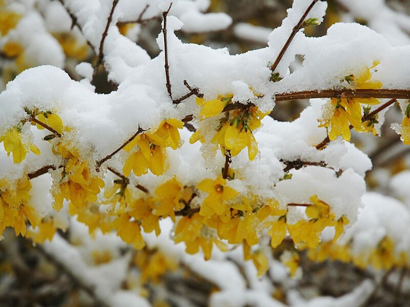 Yellow Flowers in Snow — Calm, Winter